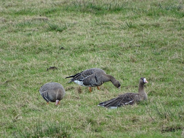 分和脂肪 分和脂肪